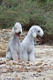 BEDLINGTON TERRIER 028